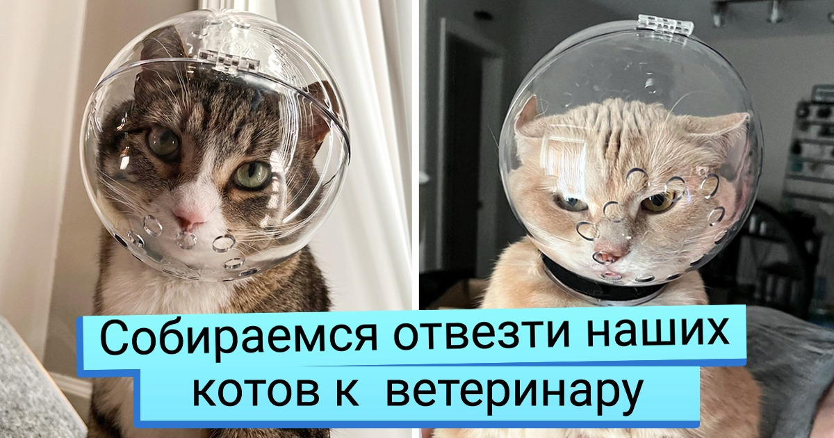 19 доказательств того, что поход к ветеринару — почти всегда незабываемое приключение 19 доказательств того, что поход к ветеринару — почти всегда незабываемое приключение