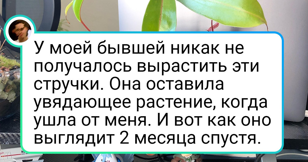 18 человек, которые могут вырастить оранжерею даже из засохших семечек 18 человек, которые могут вырастить оранжерею даже из засохших семечек