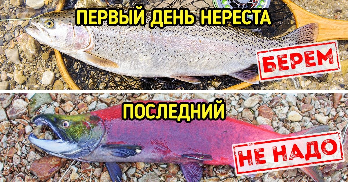 8 признаков того, что вам пытаются продать рыбу, которую опасно есть 8 признаков того, что вам пытаются продать рыбу, которую опасно есть