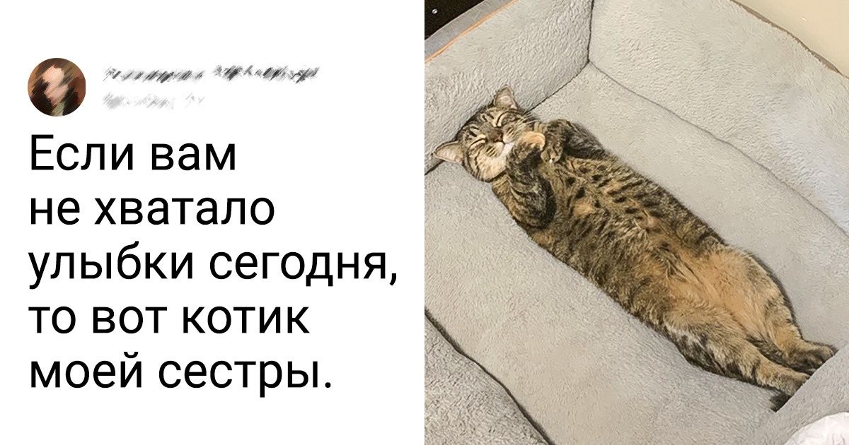 17 питомцев, чье бешеное обаяние просто сносит с ног 17 питомцев, чье бешеное обаяние просто сносит с ног