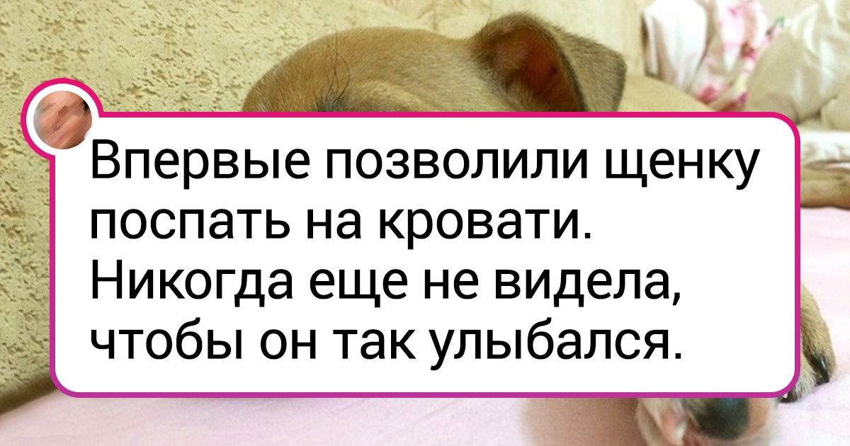 20+ очаровательных собакенов, которые пришли в этот мир, чтобы вы улыбнулись 20+ очаровательных собакенов, которые пришли в этот мир, чтобы вы улыбнулись