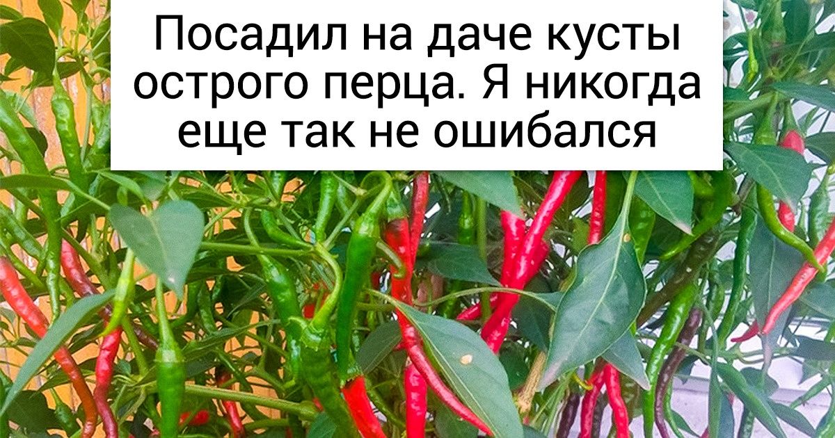 15 моментов загородного отдыха, до боли знакомых каждому дачнику