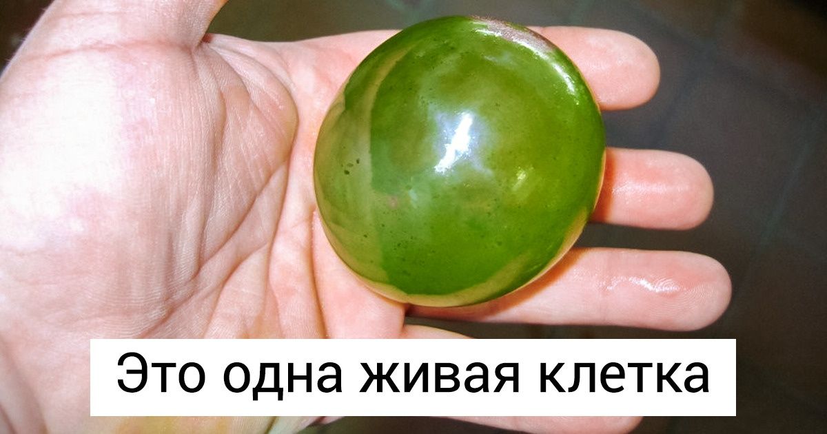 25+ любопытных кадров о нашем мире, которые для многих станут настоящим сюрпризом
