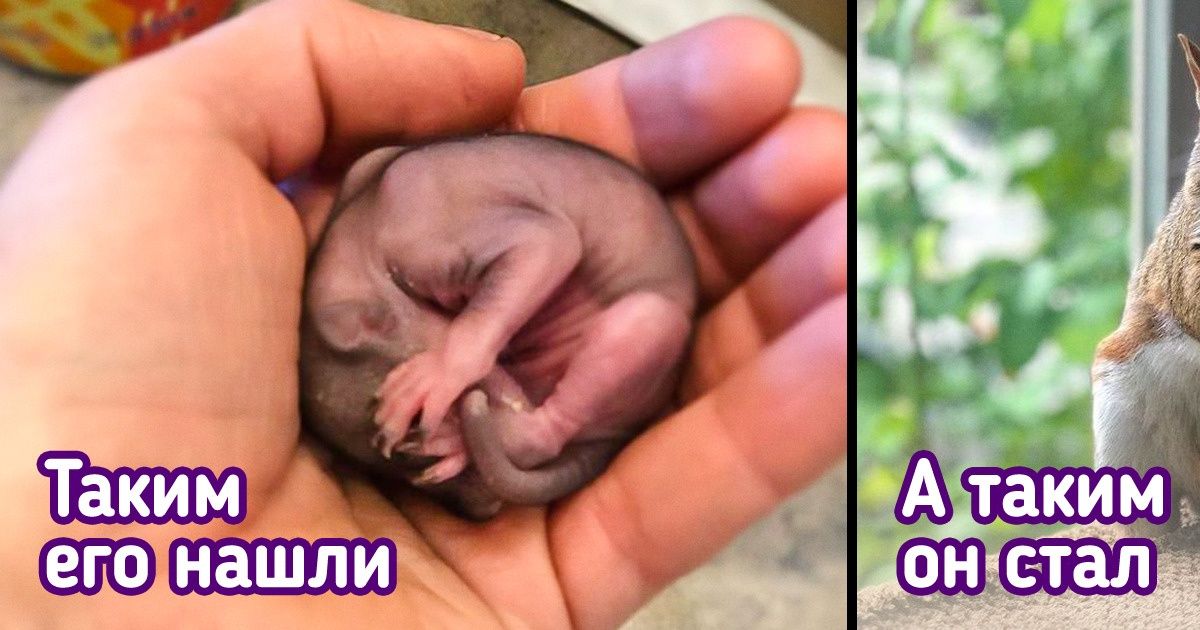 Девушка нашла на улице розовый комочек, и благодаря ее заботе он превратился в пушистого красавца Девушка нашла на улице розовый комочек, и благодаря ее заботе он превратился в пушистого красавца