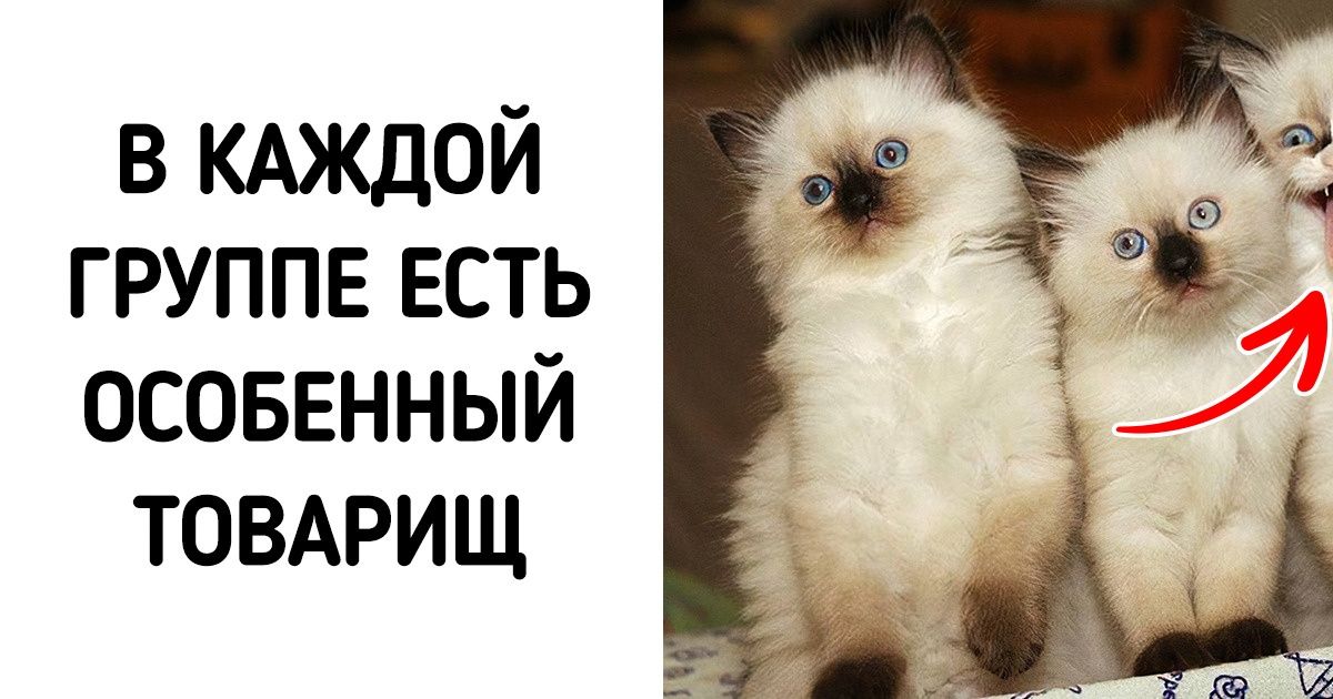 20+ фотографий котиков, на чьих мордах большими буквами написано «сигнал потерян»