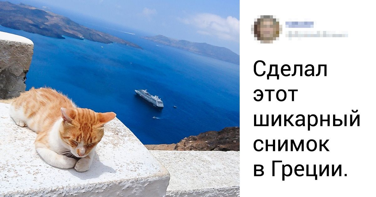 20+ случаев, когда животные украсили кадр своим присутствием