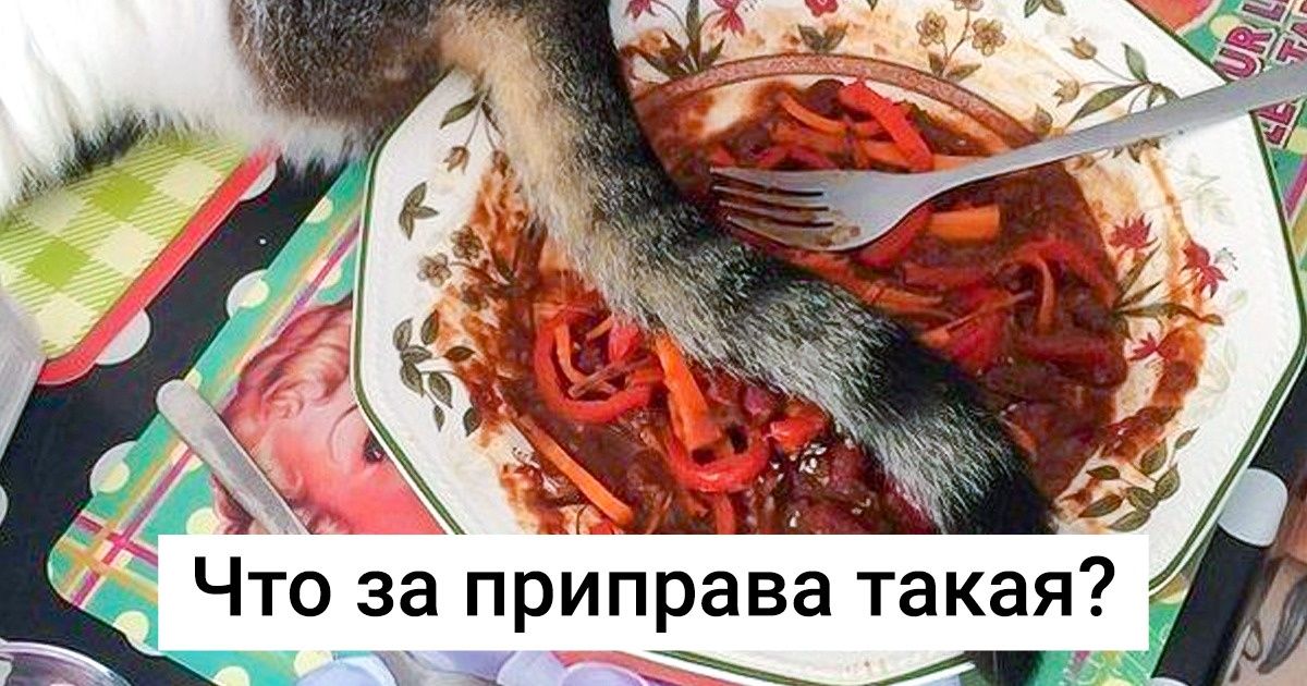 19 наглых морд, которые всегда сумеют приткнуть свою пушистую попку с комфортом