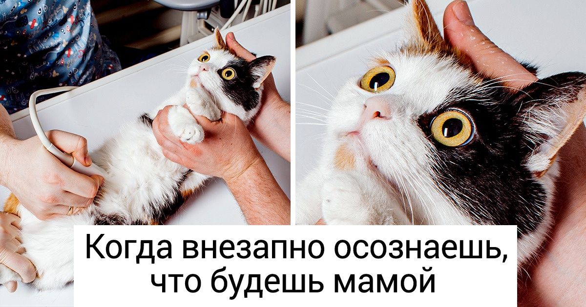 15 + доказательств того, что беременность добавляет очарования всем животным (Даже скорпионам) 15 + доказательств того, что беременность добавляет очарования всем животным (Даже скорпионам)