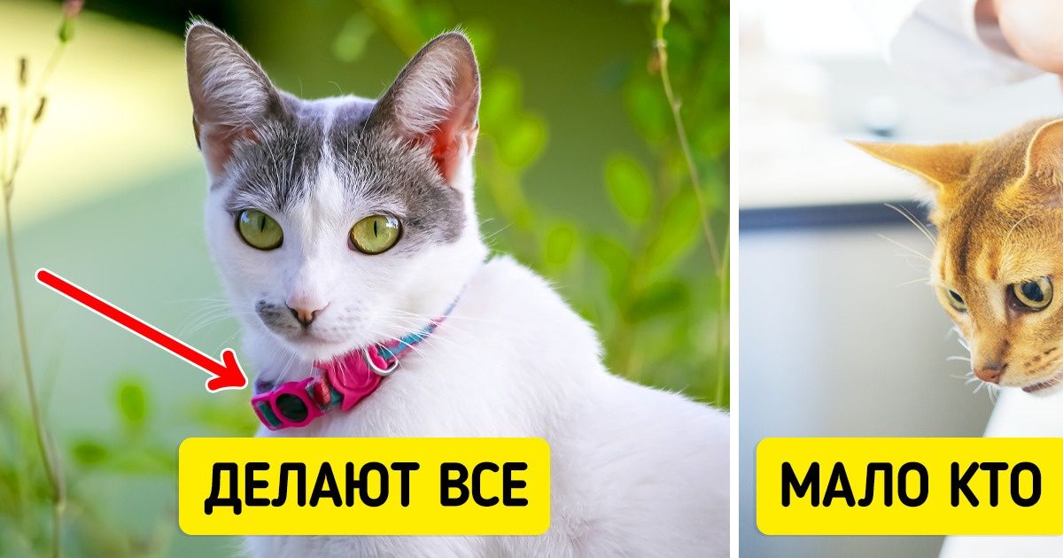 10 вещей, которые заботливый хозяин никогда не сделает со своей животинкой 10 вещей, которые заботливый хозяин никогда не сделает со своей животинкой