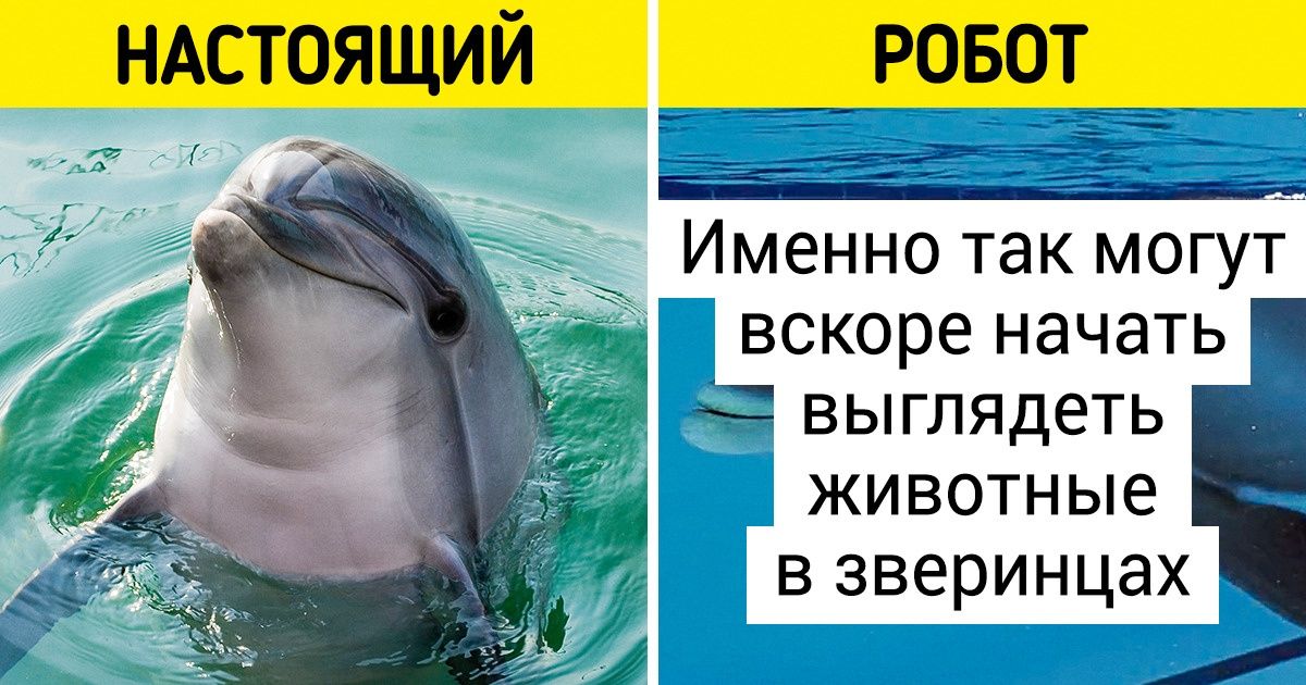 В Китае разработали робота, который может спасти всех дельфинов от пыток и плена В Китае разработали робота, который может спасти всех дельфинов от пыток и плена