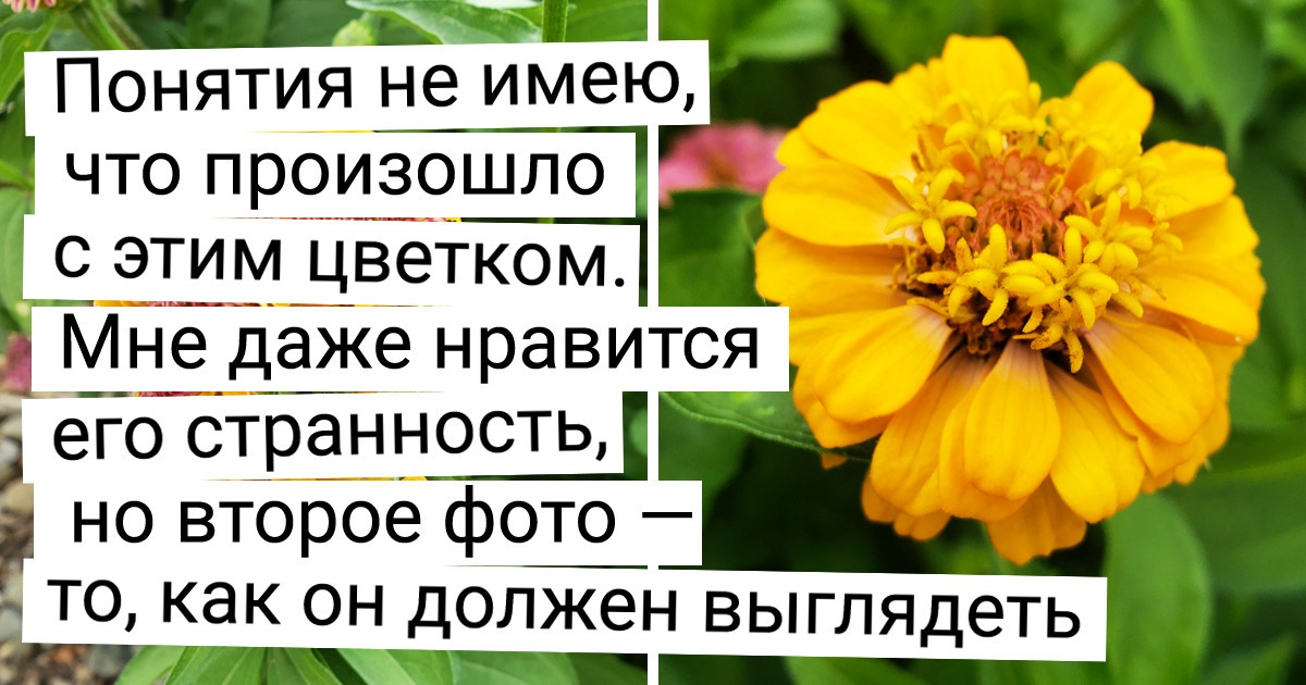 20 растений, при создании которых мать-природа постаралась на славу 20 растений, при создании которых мать-природа постаралась на славу