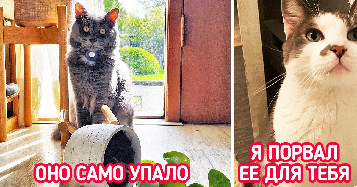 20+ типичных котов, глядя на которых хочется воскликнуть: «О, у меня так же»