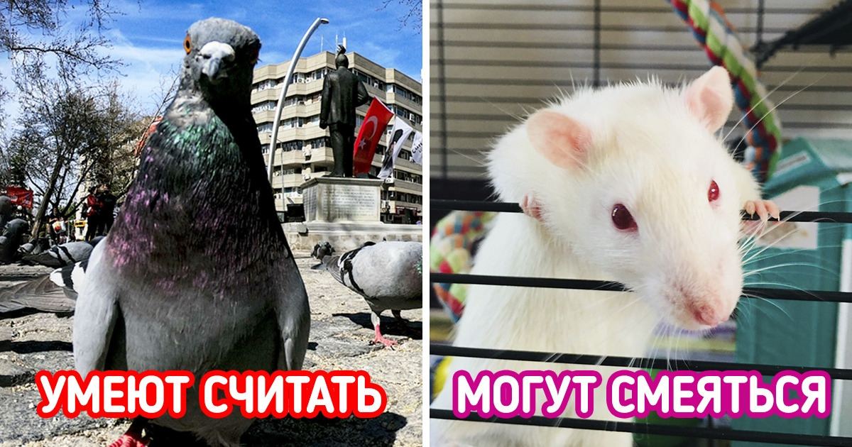 9 фактов, узнав которые вы будете еще больше уважать животных. И пристальнее наблюдать за ними, а то вдруг что 9 фактов, узнав которые вы будете еще больше уважать животных. И пристальнее наблюдать за ними, а то вдруг что