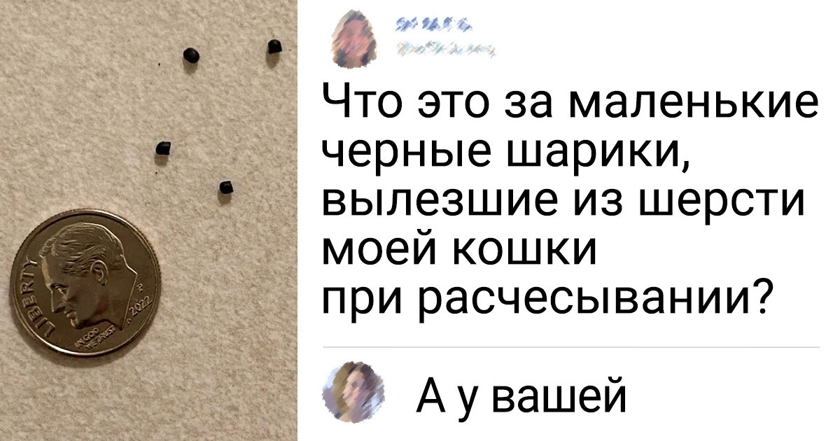 18 животных, которые настолько озадачили пользователей сети, что пришлось «просить помощи у зала»
