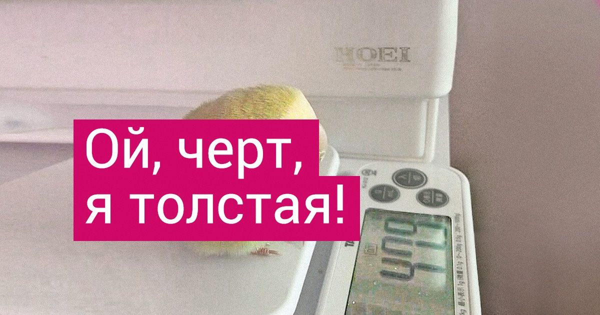 14 животных, в которых милоты так же много, как в котиках и собачках