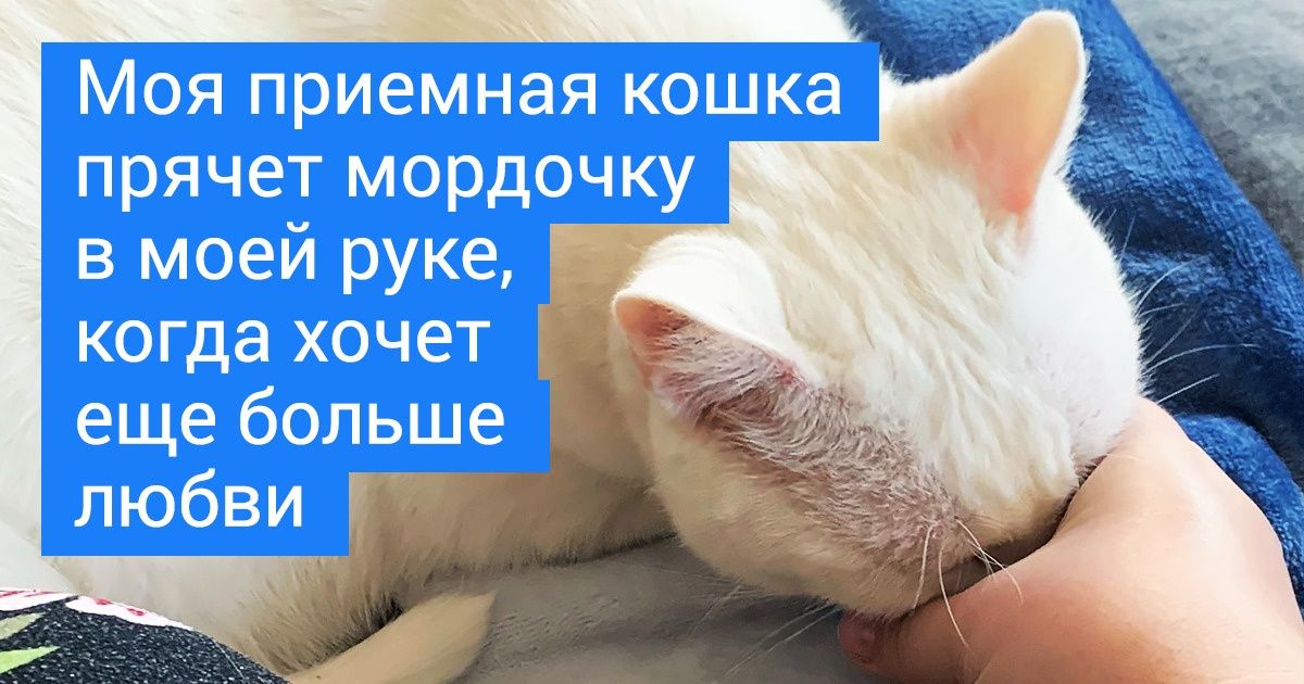 20+ питомцев, которые души не чают в своих хозяевах 20+ питомцев, которые души не чают в своих хозяевах
