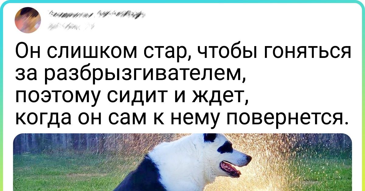 25+ животных, которые не растеряли милоту с годами