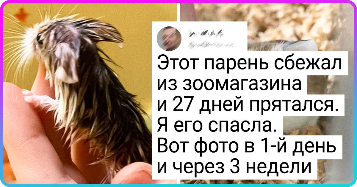 20+ человек, которые завели хомяка, а он прибрал в свои крохотные лапки всю их беззаботную жизнь 20+ человек, которые завели хомяка, а он прибрал в свои крохотные лапки всю их беззаботную жизнь
