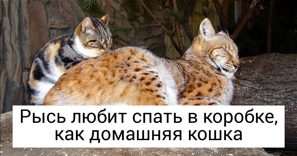 Кошка Дуся подружилась с дикой рысью и живет с ней в зоопарке уже 12 лет