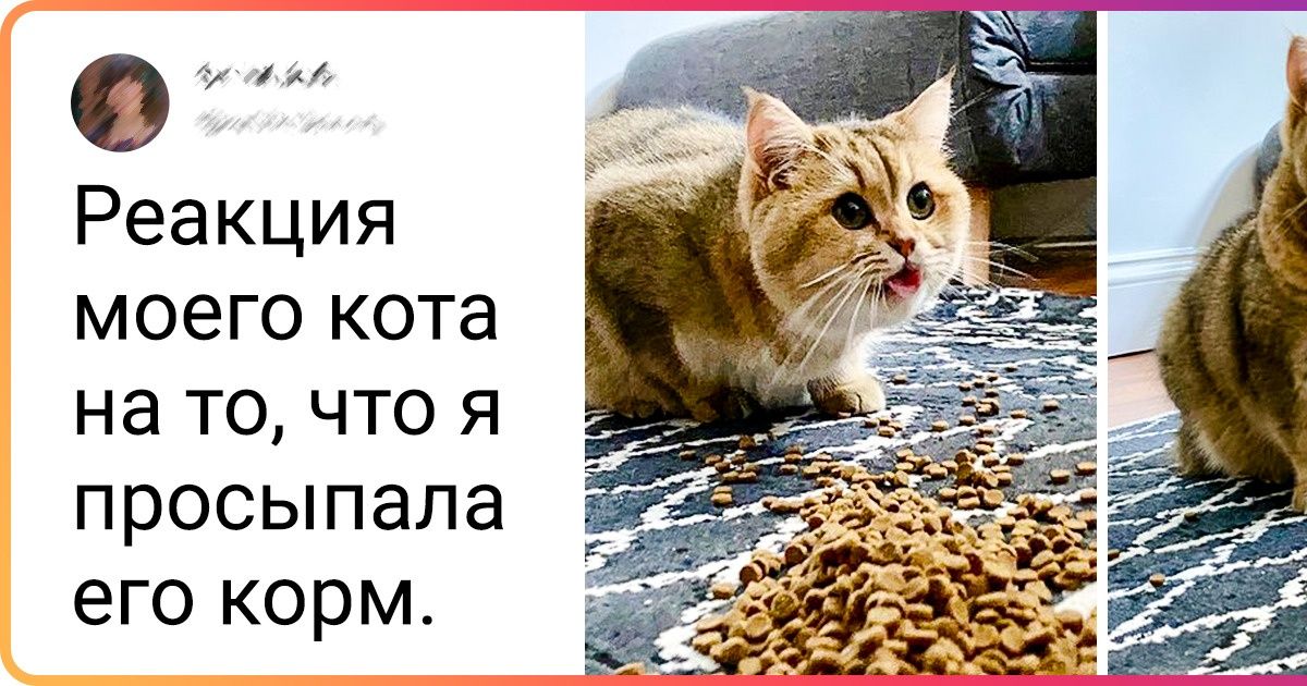 20+ животных, которым срочно надо дать «Оскар» за драматизм 20+ животных, которым срочно надо дать «Оскар» за драматизм