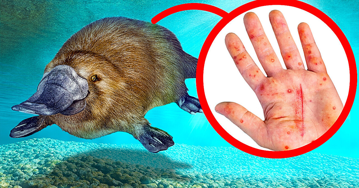 Вы наверняка захотите обнять их, но не делайте этого