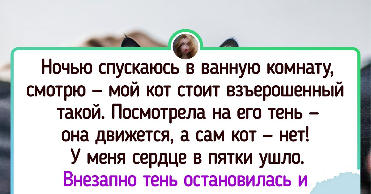 18 котиков, которые умеют хорошенько нагнать на человеков жути 18 котиков, которые умеют хорошенько нагнать на человеков жути