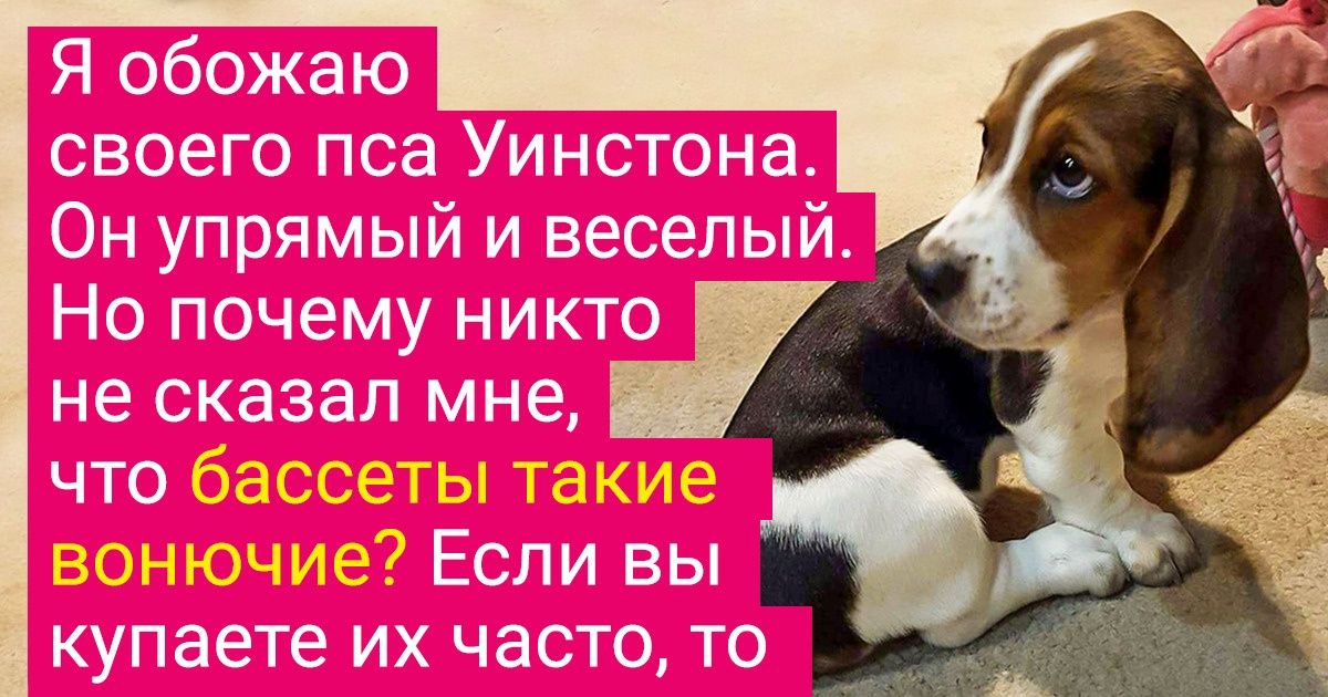 16 проблем популярных пород собак, о которых умалчивают заводчики 16 проблем популярных пород собак, о которых умалчивают заводчики