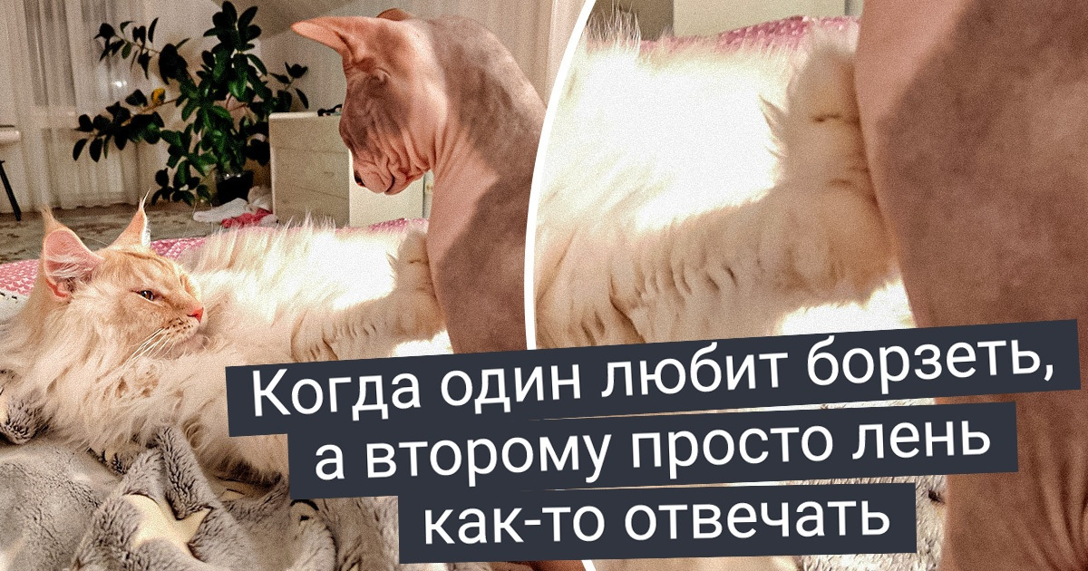 20 доказательств того, что один питомец — это здорово, а больше — уже целая феерия