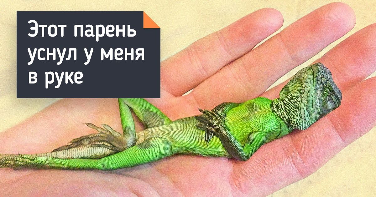 18 обворожительных животных, которые доказывают, что не котиками едиными жив интернет