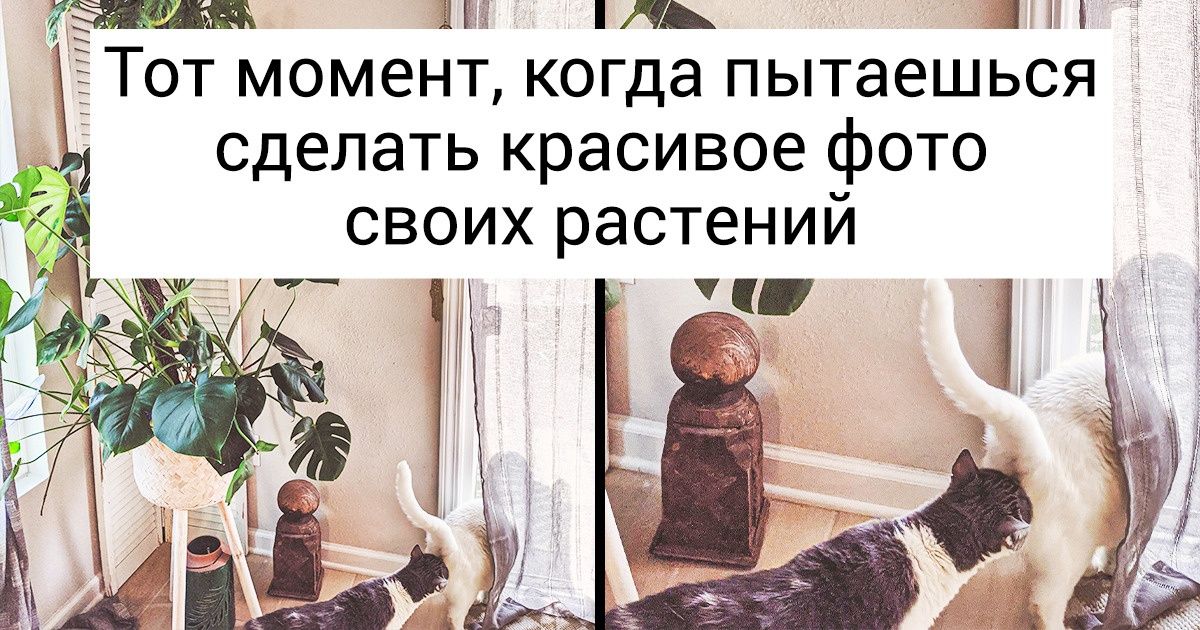 20+ человек, которые не определились, кого любят больше: животных или растения, — и завели сразу всех 20+ человек, которые не определились, кого любят больше: животных или растения, — и завели сразу всех