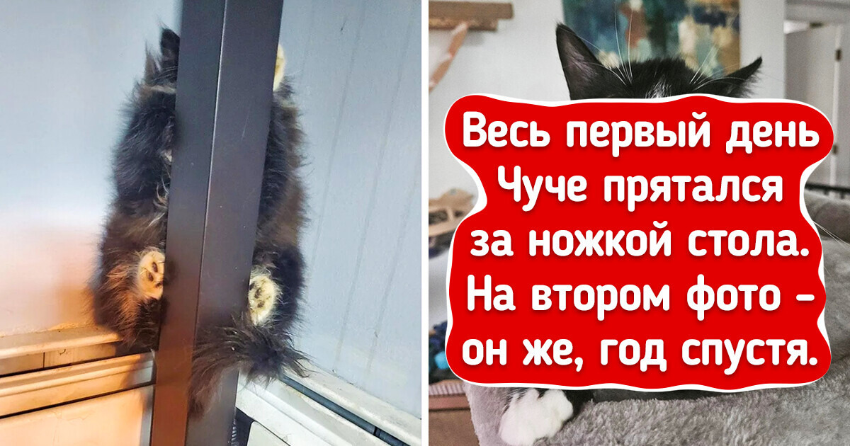 18 пушистиков, которые преобразились так, что хозяин родной не узнает 18 пушистиков, которые преобразились так, что хозяин родной не узнает