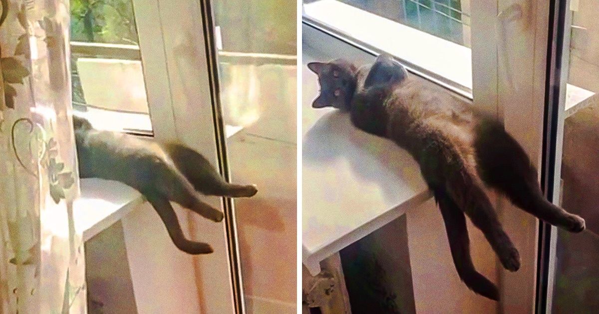 16 человек показали, как лежат их коты, и ничего очаровательнее вы за сегодня не увидите