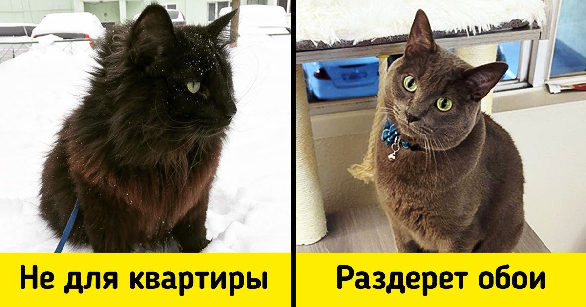 10 пород кошек, которые чаще других встречаются в разделе «Отдам в добрые руки» 10 пород кошек, которые чаще других встречаются в разделе «Отдам в добрые руки»