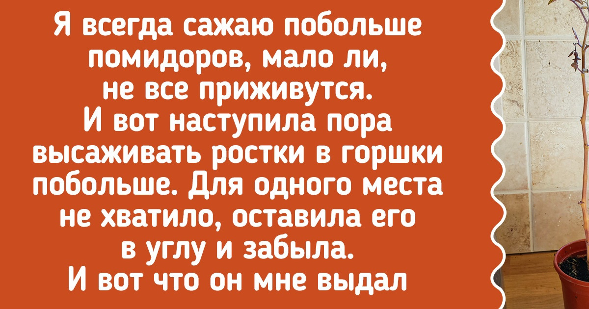 19 садоводов, у которых такое выросло, что ни встать ни сесть 19 садоводов, у которых такое выросло, что ни встать ни сесть