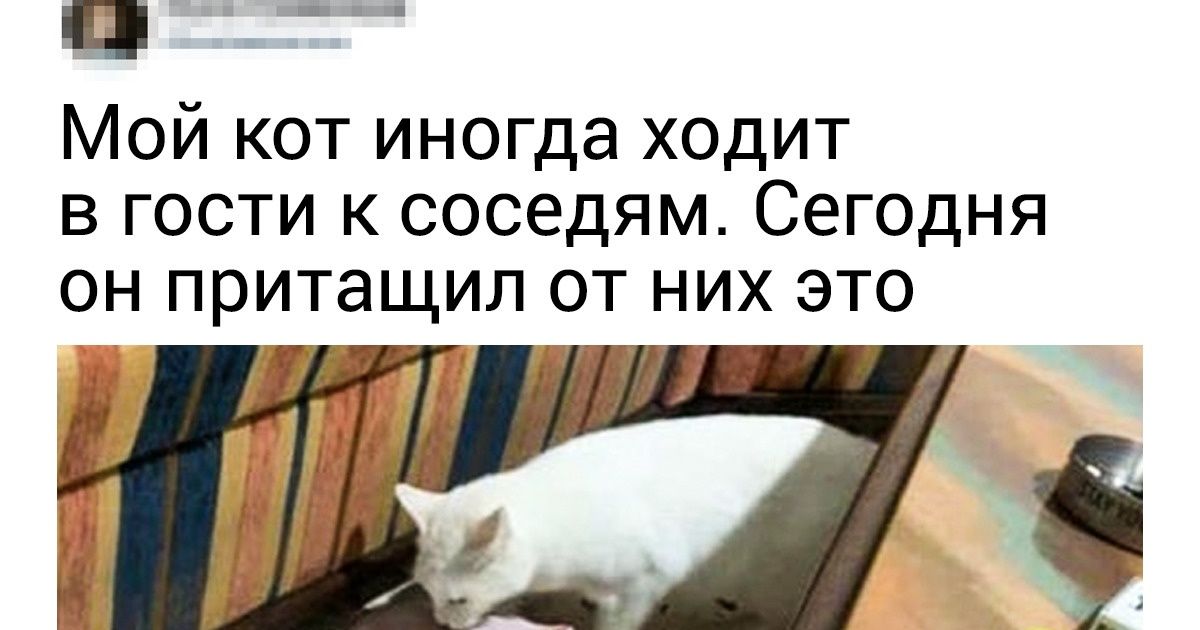 20+ бесстыжих котов, хозяевам которых и самим не помешает валерьянка 20+ бесстыжих котов, хозяевам которых и самим не помешает валерьянка