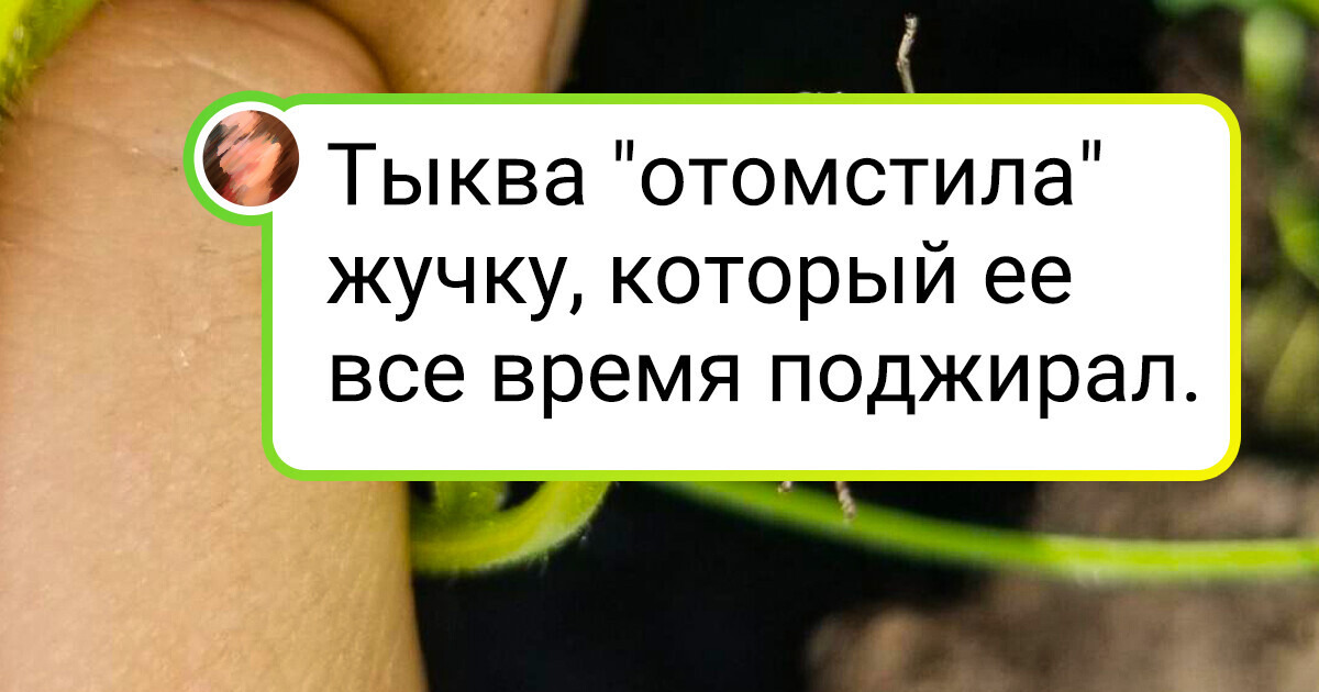 20+ растений, которые, похоже, живут по своим правилам