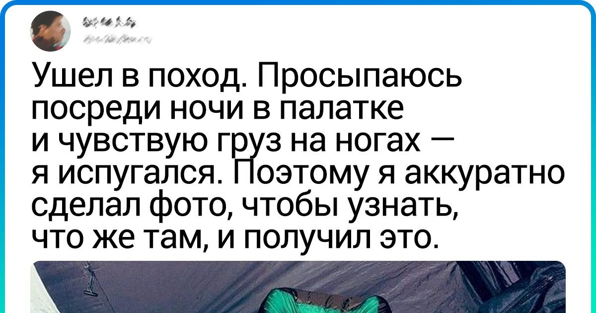 18 встреч с животными, которые оказались внезапными, как сова в маршрутке 18 встреч с животными, которые оказались внезапными, как сова в маршрутке