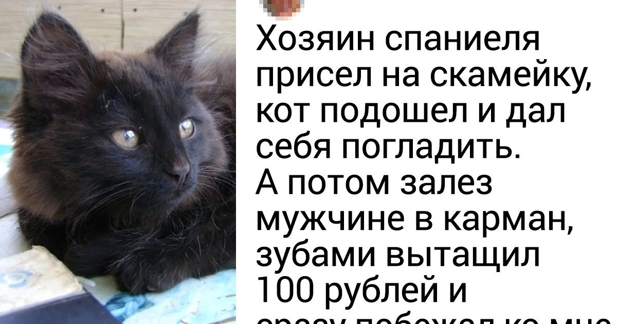 Я работаю кинологом и расскажу, что творится в голове у вашего питомца (Спойлер: он не может обидеться и предать за колбасу) Я работаю кинологом и расскажу, что творится в голове у вашего питомца (Спойлер: он не может обидеться и предать за колбасу)