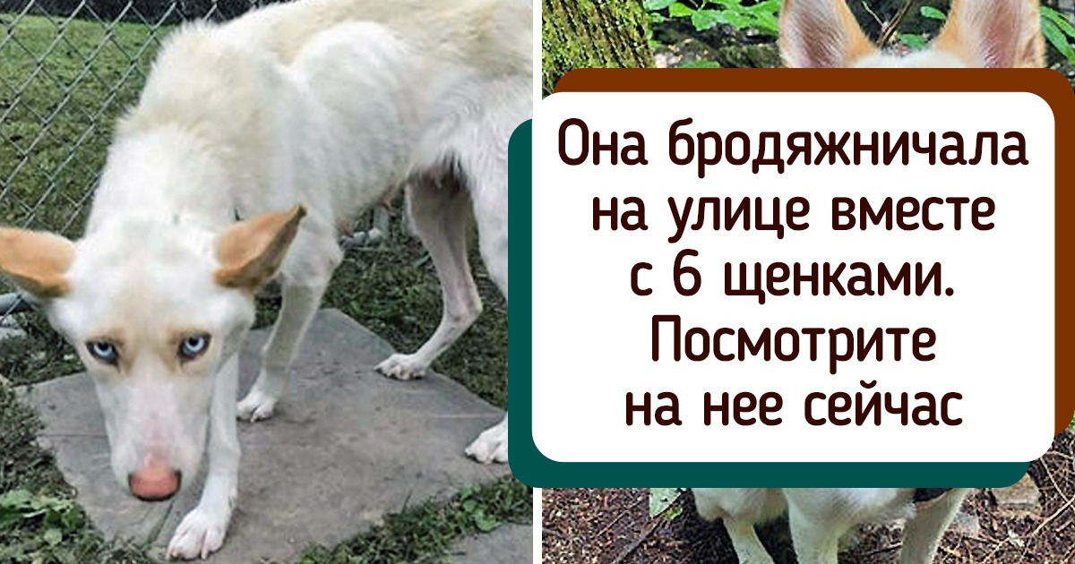 16 животных, которым пришлось пройти огонь и воду, прежде чем попасть в любящие ручки 16 животных, которым пришлось пройти огонь и воду, прежде чем попасть в любящие ручки