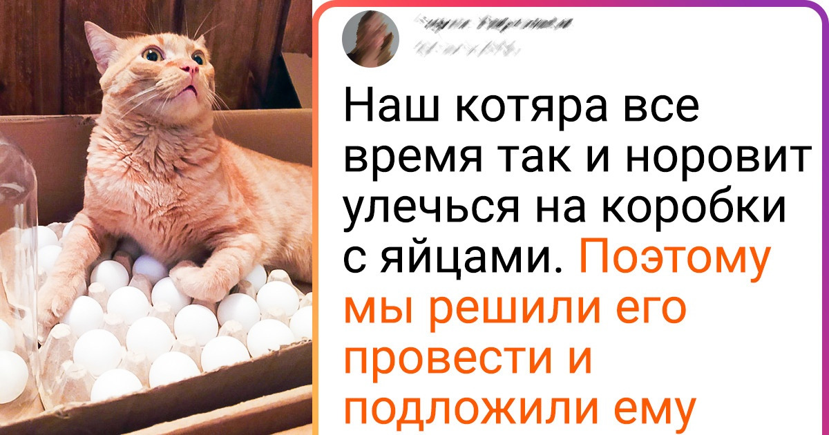 20+ человек, которые в два счета найдут подход к самым неугомонным питомцам 20+ человек, которые в два счета найдут подход к самым неугомонным питомцам