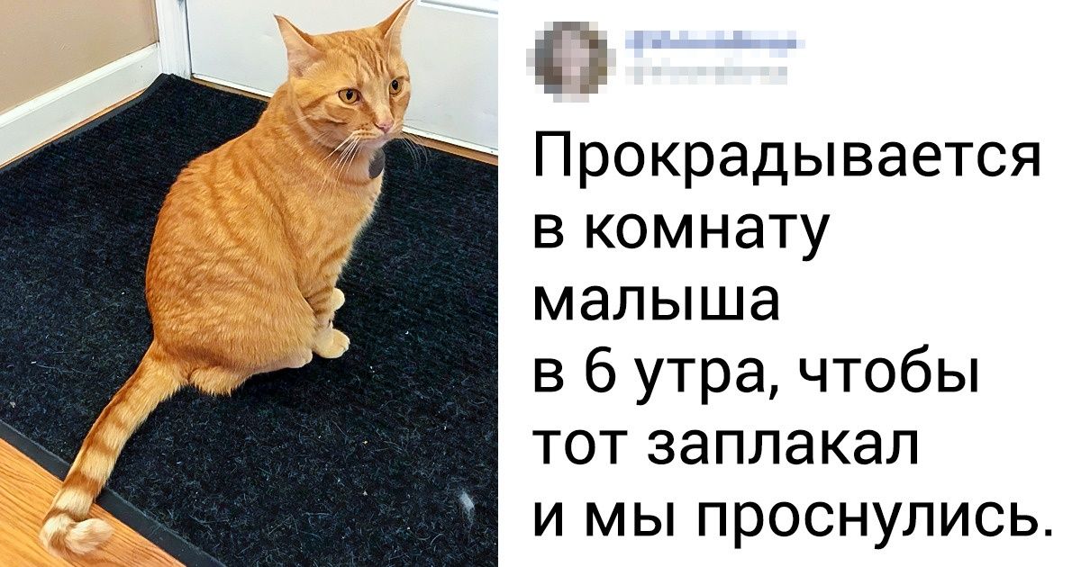 20+ вещей, которые будут понятны только тем, кто делит свою жилплощадь с котом 20+ вещей, которые будут понятны только тем, кто делит свою жилплощадь с котом