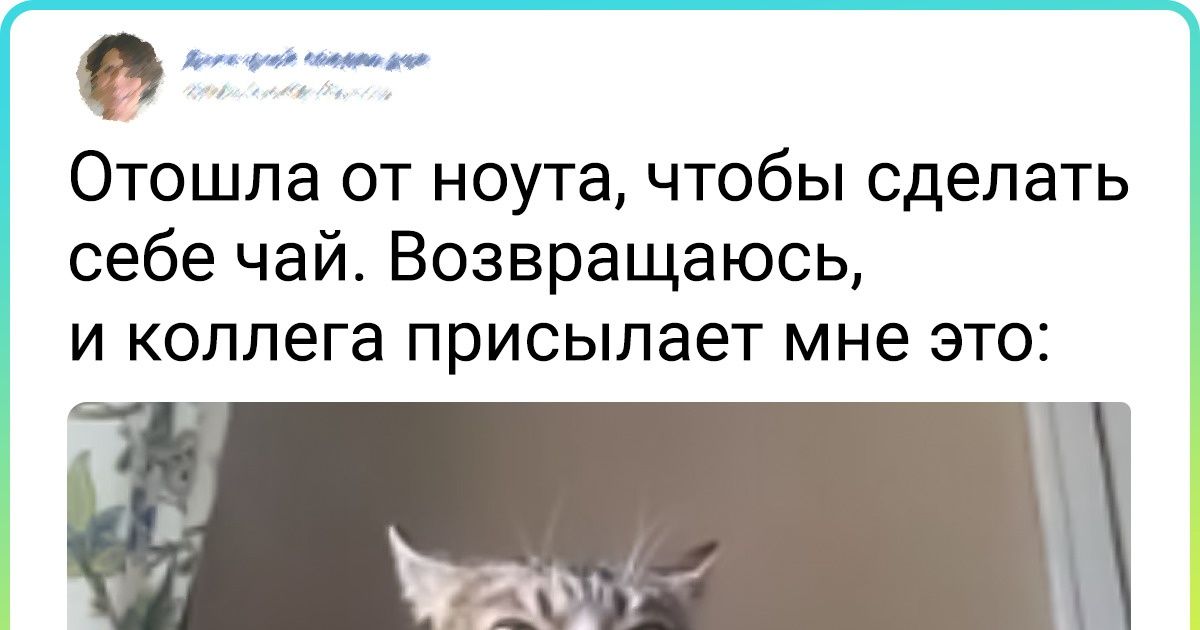 20+ животных, которые забыли, как полагается вести себя добропорядочному зверю 20+ животных, которые забыли, как полагается вести себя добропорядочному зверю