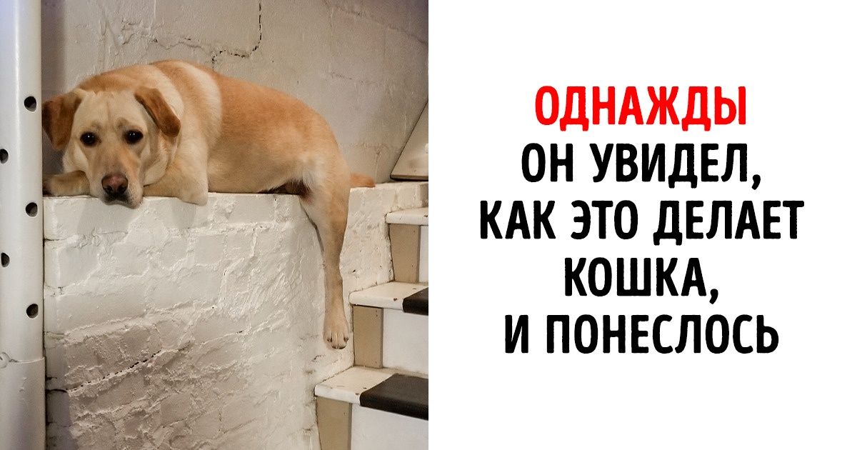 18 фото, доказывающих, что никто не может рассмешить вас сильнее домашнего любимца 18 фото, доказывающих, что никто не может рассмешить вас сильнее домашнего любимца