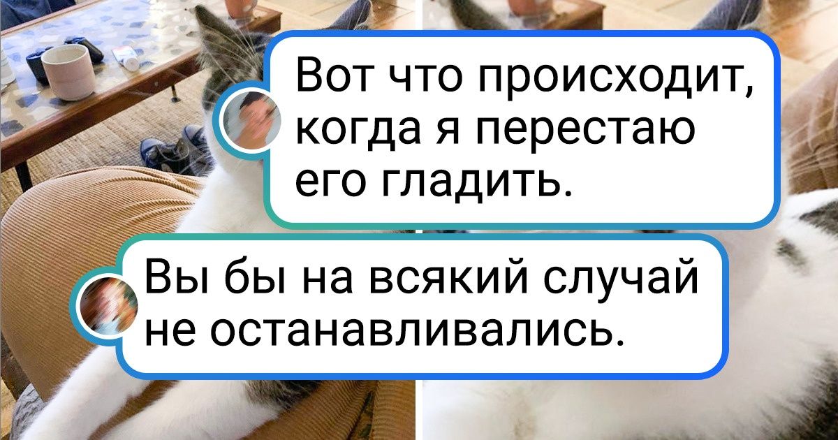 19 котов, которым в детстве забыли объяснить, что они должны быть пушистыми симпатягами