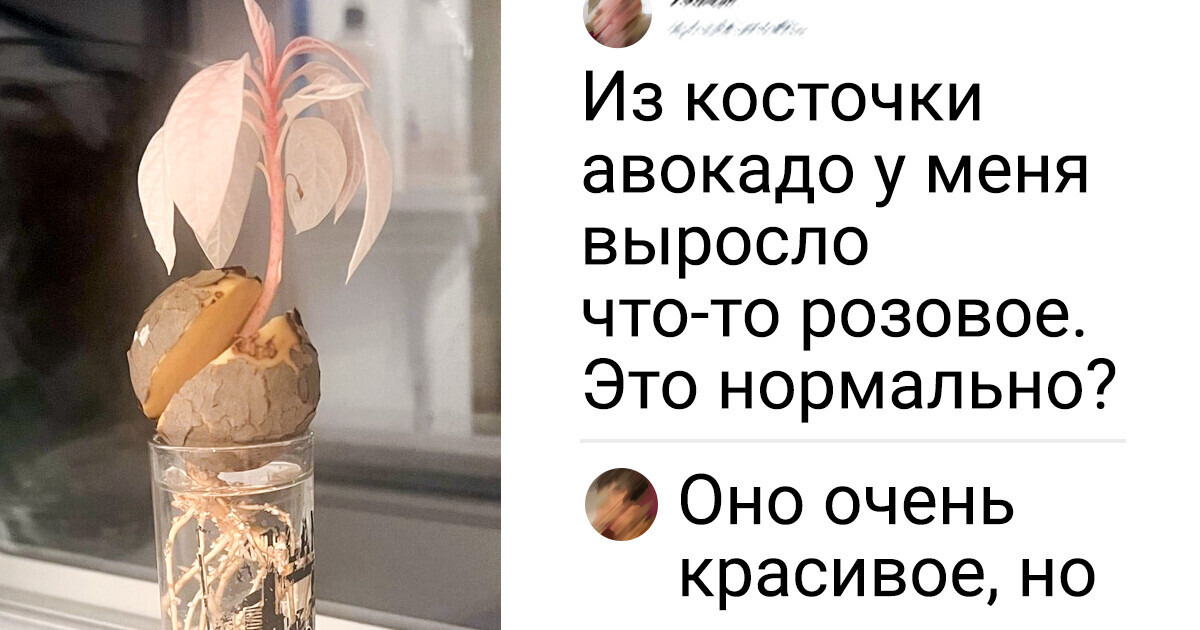 15+ садоводов поделились результатами своего труда, и некоторые из них нас впечатлили 15+ садоводов поделились результатами своего труда, и некоторые из них нас впечатлили
