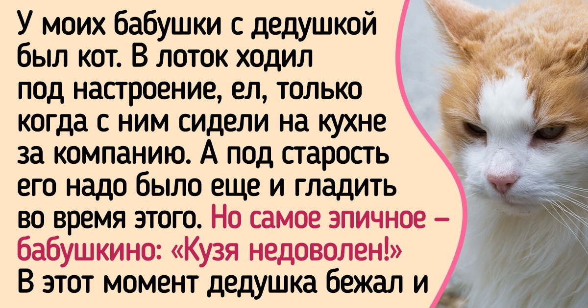 17 котиков, которые всем своим видом показывают, что совладать с их нравом — это ух какой вызов