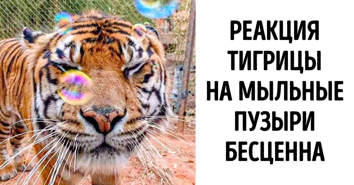 17 трогательных фото, которые сыграют на струнах вашей души