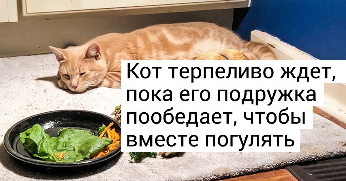 20+ животных, которые дружат и любят так, как многим людям и не снилось 20+ животных, которые дружат и любят так, как многим людям и не снилось