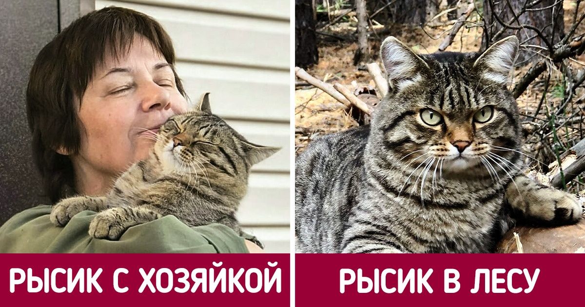 Россиянка на пенсии перебралась в домик у леса и теперь фотографирует жизнь, о которой всегда мечтала