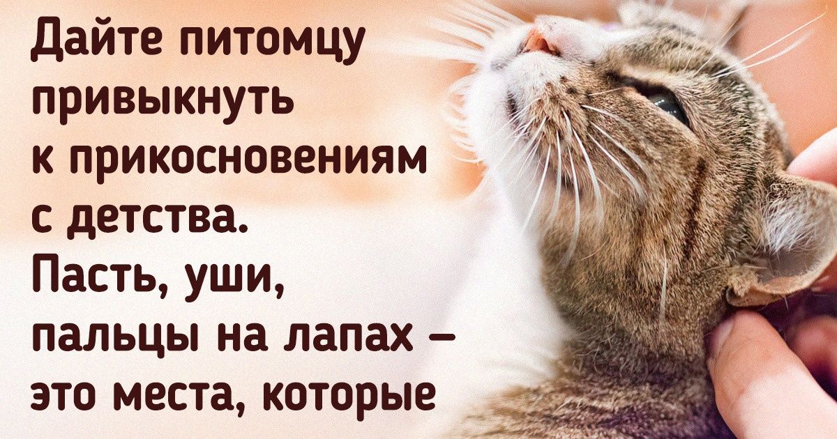 16 человек поделились советами о том, как улучшить жизнь домашнего животного. И некоторые из них стоит записать 16 человек поделились советами о том, как улучшить жизнь домашнего животного. И некоторые из них стоит записать